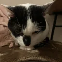 さきめるのサーバー