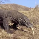 ║House of Varanus║ Discord Server Icon