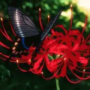 𝐓𝐡𝐞 𝐎𝐦𝐧𝐢𝐯𝐞𝐫𝐬𝐞 || H... Discord Server Icon