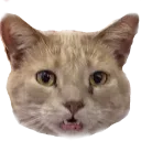 🐾 𝓜𝓾𝓻𝓹𝓱𝔂'𝓼 𝓓𝓮𝓷 🐾