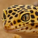 Leopards & Fat Tails