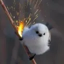 The bird server