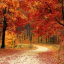 The Autumn Path: A 15+ Pikmin Server