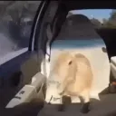 𝐓𝐡𝐞 𝐈𝐬𝐥𝐚𝐧𝐝 𝐨𝐟 𝐂𝐚𝐫𝐛𝐨𝐧𝐚𝐭𝐢𝐨𝐧