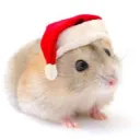 HamsterTeam