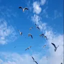 CHILL ISLAND RIP Discord Server Icon