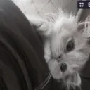 Mylittleacornsシ