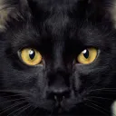 BlackCat Vibe