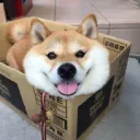 Pet Posting