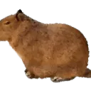 Serious Capybara Studio