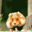 VideoHamster's server
