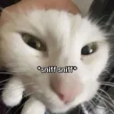 Snep Snowny Den