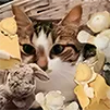 I'm A Cat Minecraft Mods/Modpacks/Games