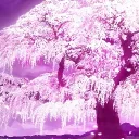 さくら | Sakura | Сакура