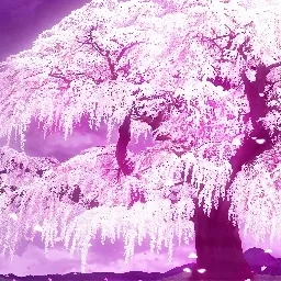 さくら | Sakura | Сакура — мониторинг Discord сервера, статистика и рейтинг