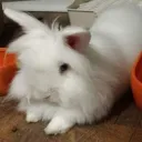 The Bunny Den