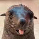 ronky tonk 5000 Discord Server Icon