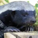 The Badger Burrow