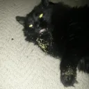 Ink-Credible (sh)Art Discord Server Icon