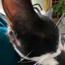 Silly corner Discord Server Icon