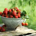 The Strawberry Patch