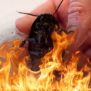 death to roaches