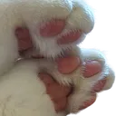 BigPapa_Cat