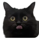 QQQQ Discord Server Icon