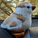 Audubon Society at SBU (Bird Club)