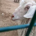 Talha_1234 kullanıcısının sunucusu Icon