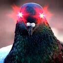 The LazerPigeon Community Discord Server Icon