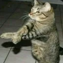 |Zeni Gang 11| Discord Server Icon