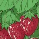 🍓 𝓢𝓽𝓪𝓻𝓫𝓮𝓻𝓻𝓲𝓮𝓼 🍓