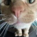 paper's protos Discord Server Icon