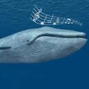 The Singing Whales Discord Server Icon