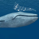 The Singing Whales