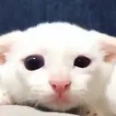 tico tico Discord Server Icon