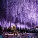 Wisteria