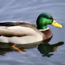 Eend’s Flock