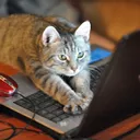Programming With Bobby