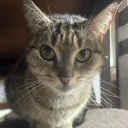 Feline Fanatics  ("MEOW")