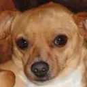 Chihuahua central