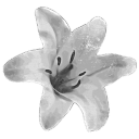 lavish [moved] Discord server icon