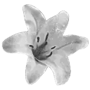 lavish [moved] Discord Server Icon