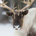 The Goober Homies [ARCHIVED] Discord Server Icon