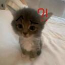 meowskers :33 Discord Server Icon