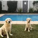 Dog HQ