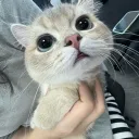 mult papka community