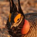 Kansas Biodiversity