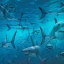 Rion's Sharky Shoal